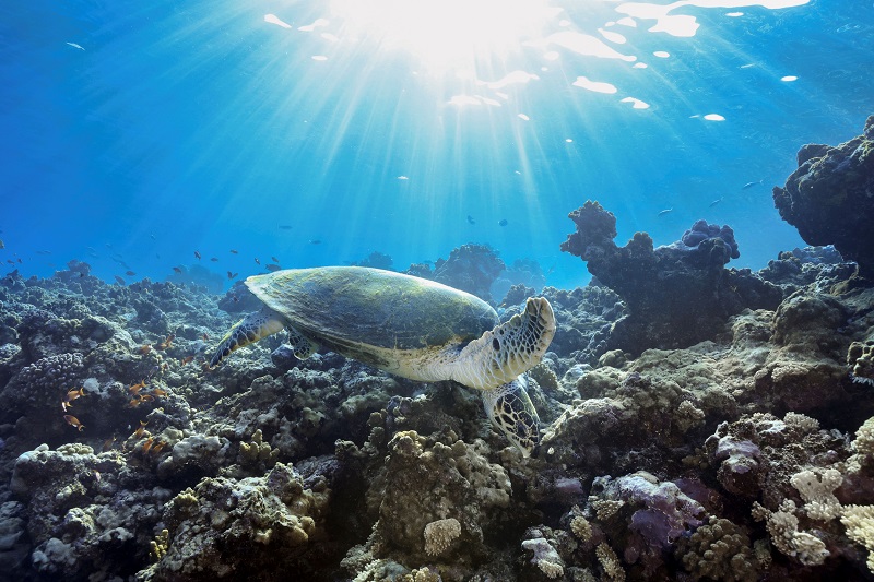 A bordo di Explora II “Marine Encounters”, una mostra esclusiva di fotografie marine scattate dal principe Hussain Aga Khan